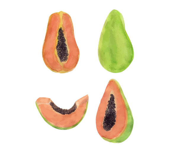 Watercolor papaya fruit set illustration isolated on white background in vector. Watercolor tropical fruit papaya collection. Drawn colored papaya collection - Vector, Image