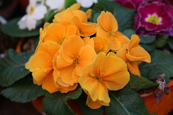 orange garden Primula Flower - Photo, Image