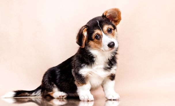cute welsh corgi tricolor puppy on a beige background - Foto, Imagen