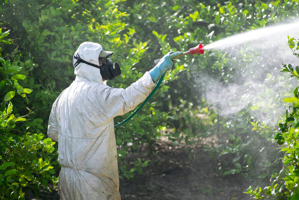 Spray pesticides, pesticide on fruit lemon in growing agricultural plantation, spain. Man spraying or fumigating pesti, pest control. Weed insecticide fumigation. Organic ecological agriculture. - Photo, Image