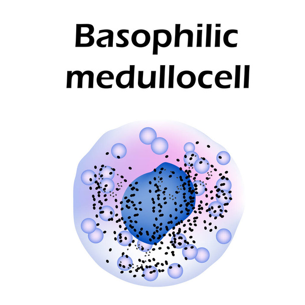 Basophil szerkezet. Bazofil vérsejtek. Medullocell vagyok. Fehérvérsejtek. leukociták. Infografikák. Vektorillusztráció izolált háttérrel. - Vektor, kép