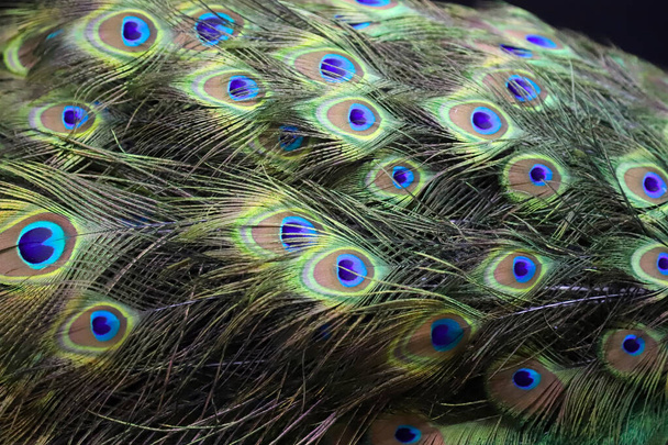 Sluiten van pauw die zijn veren laat zien. Prachtige pauw. Mannelijke pauwenstaartveren - Foto, afbeelding