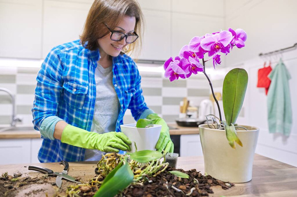 Woman caring for plant Phalaenopsis orchid, cutting roots, changing soil, background kitchen interior - Photo, Image