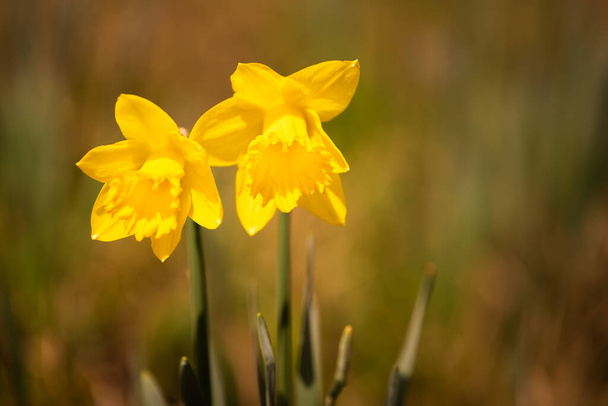 Žluté Daffodils na louce před jarem. - Fotografie, Obrázek