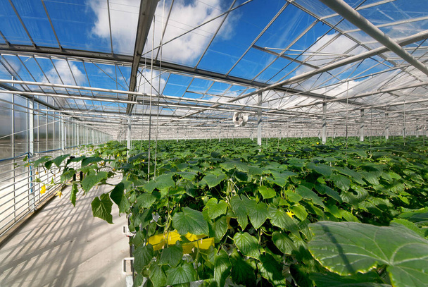 řady okurek v moderním skleníku, rostoucí zelenina, skleněné vzory, pohled shora - Fotografie, Obrázek