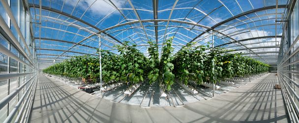 Großer perspektivischer Rundblick auf den Gurkenanbau in einem großen Gewächshaus - Foto, Bild