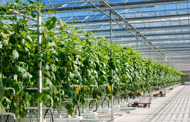 perspective view of growing cucumbers in a big greenhouse - Fotó, kép