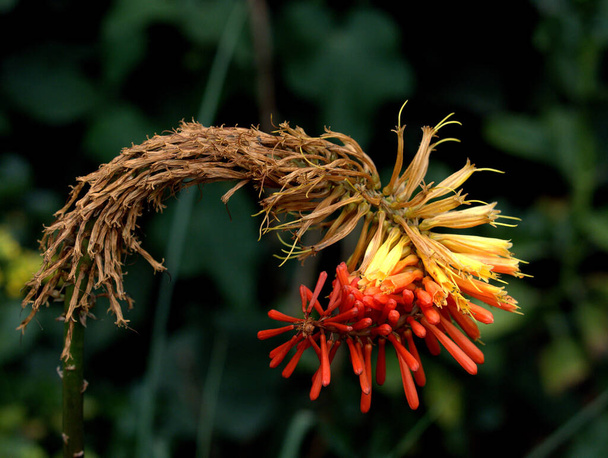 Kniphofia is known also as the  Papaya Popsicle and Red Hot Poker shows grace as its life fades  - Photo, Image