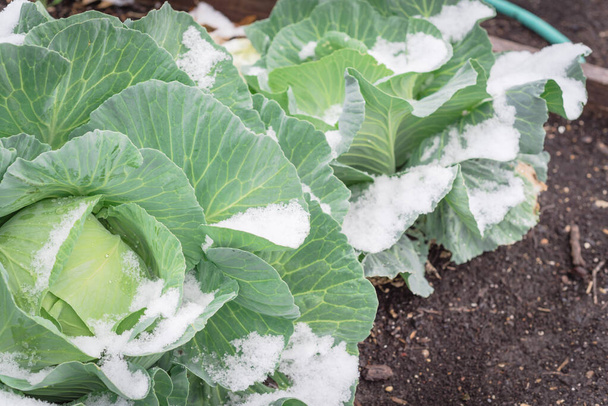 Zelné hlávky pokryté sněhem rostoucí na zimní zahradě s hadicovým zavlažovacím systémem v blízkosti Dallasu, Texas, Amerika. Domácí chladná plodina pěstovaná na zdravé půdě kompostu při alokaci. - Fotografie, Obrázek