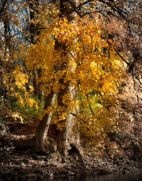 二本の木が太陽の光の中に立っていて、秋の紅葉を思わせます。 - 写真・画像