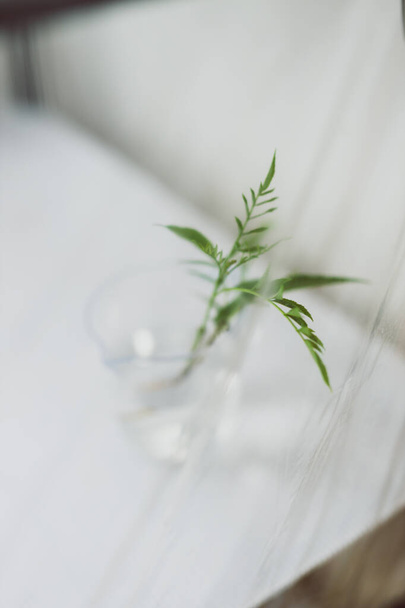 indoor gardening concept, tiny branches with green leaves in glass with water inside small home greenhouse shot at shallow depth of field - Foto, afbeelding