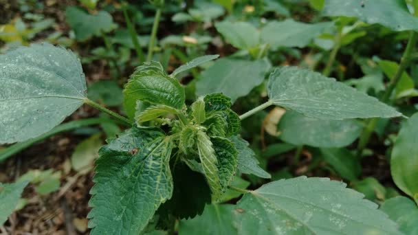 Indian copperleaf or Acalypha Indica L. in the garden with green flowers. Boehmeria zollingeriana also called a cat's face. - Footage, Video