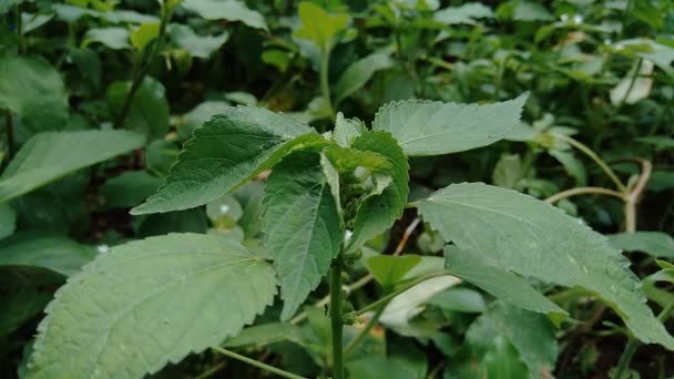 Indian copperleaf or Acalypha Indica L. in the garden with green flowers. Boehmeria zollingeriana also called a cat's face. - Footage, Video