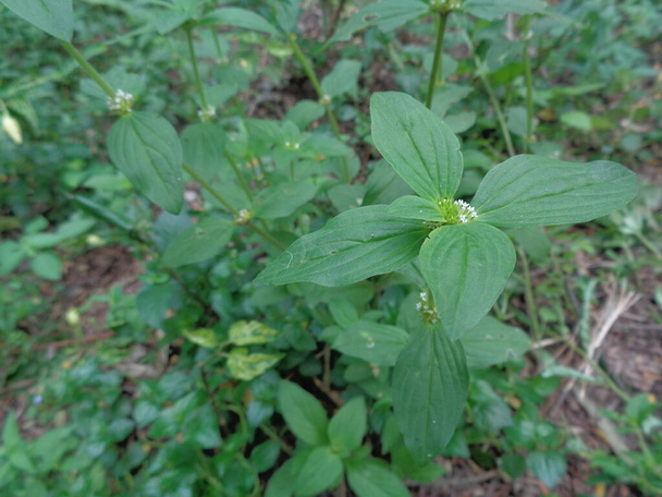 Indisches Kupferblatt oder Acalypha Indica L. im Garten mit grünen Blüten. Boehmeria zollingeriana auch als Katzengesicht bezeichnet. - Foto, Bild