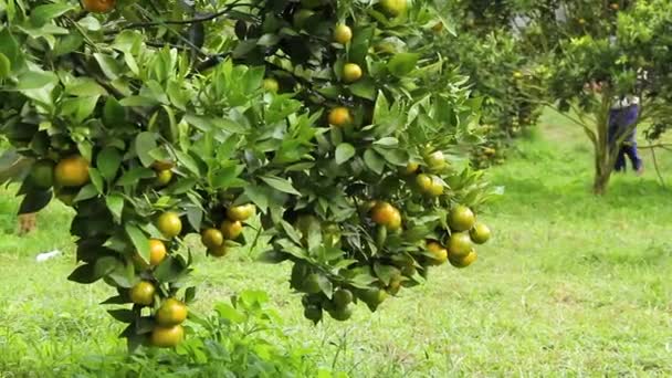 Takken van mandarijnen met hangende vruchten. Op de achtergrond behandelt een tuinman bomen met ongediertevloeistof. Een close-up. Camera beweging - Video