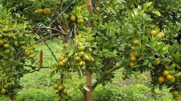 Zweige von Mandarinenbäumen mit üppigen Früchten, die mit Seilen aus Chotba gebunden waren, brachen nach Gewicht nicht. Kamerabewegung - Filmmaterial, Video