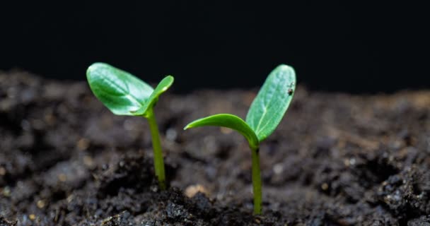 Növekvő zöld uborka növény idő elévül. Timelapse vetőmag növekvő, Szoros természet mezőgazdasági fotózás. Növényi hajtások a földből. makroszintű - Felvétel, videó