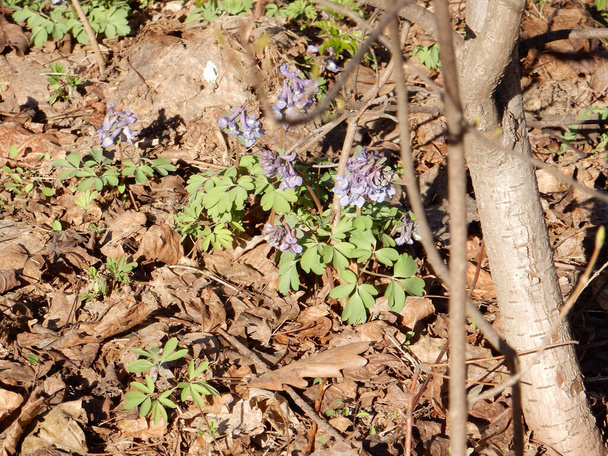 Тендітні весняні квіти коридалів на розмитому тлі весняного лісу. - Фото, зображення