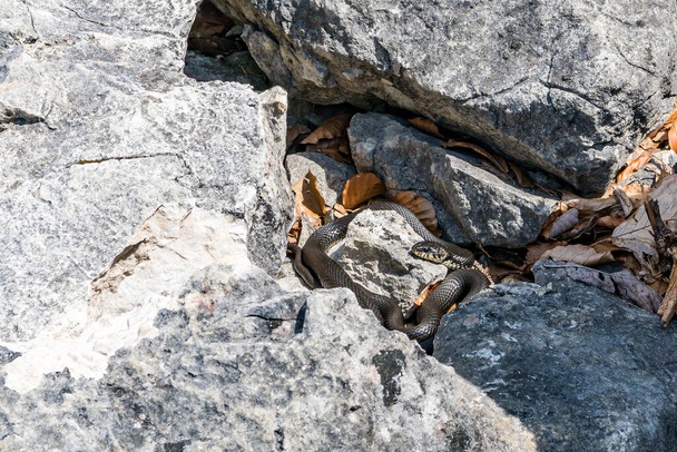 Erba serpente crogiola al sole vicino all'acqua su rocce
 - Foto, immagini