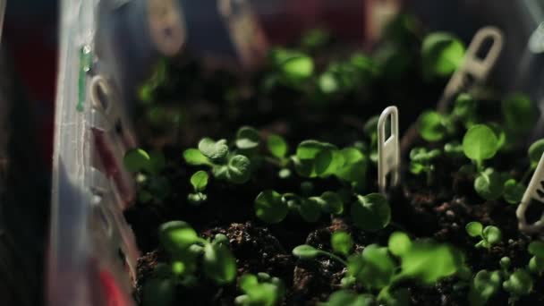 seedlings in a greenhouse. Growing seedlings in the greenhouse - Filmati, video