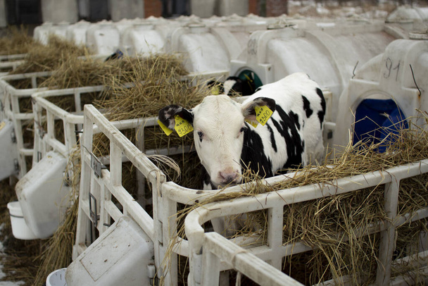 Terneros en una granja de ganado. Los terneros jóvenes están en cuarentena en jaulas de plástico separadas
. - Foto, imagen