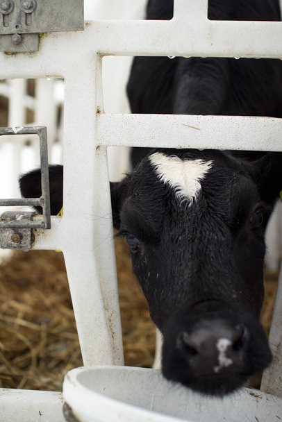 Vitelli in un allevamento. I giovani vitelli vengono messi in quarantena in gabbie di plastica separate
. - Foto, immagini