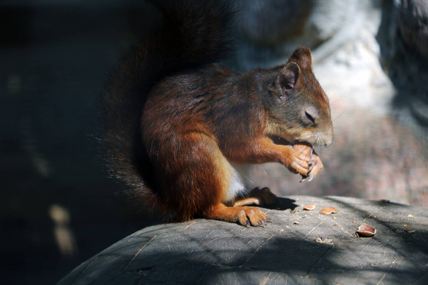 Suljetut silmät omaava orava istuu kivellä ja syö pähkinän.
 - Valokuva, kuva