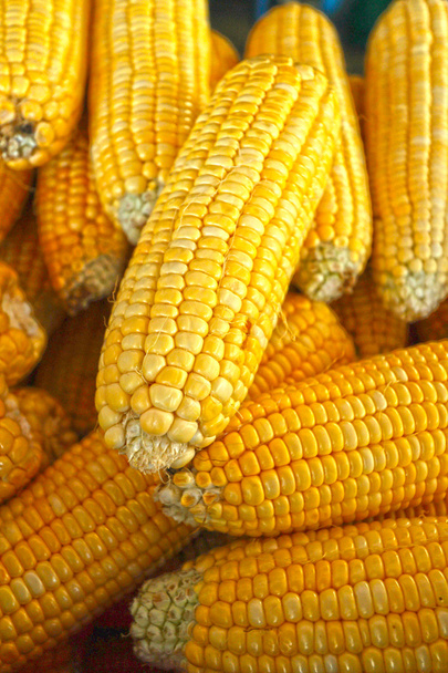 Sweet corn is put are row in the market. - Photo, Image