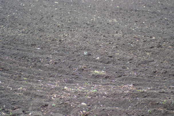 Campo vergine appena arato, fondo naturale, terreno per la semina, campo agricolo, prato
 - Foto, immagini