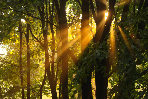 Sunshine in the forest. Rays throught the leaves - Foto, imagen