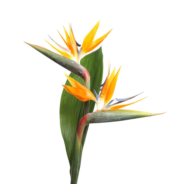 Bird of Paradise tropical flowers isolated on white - Zdjęcie, obraz