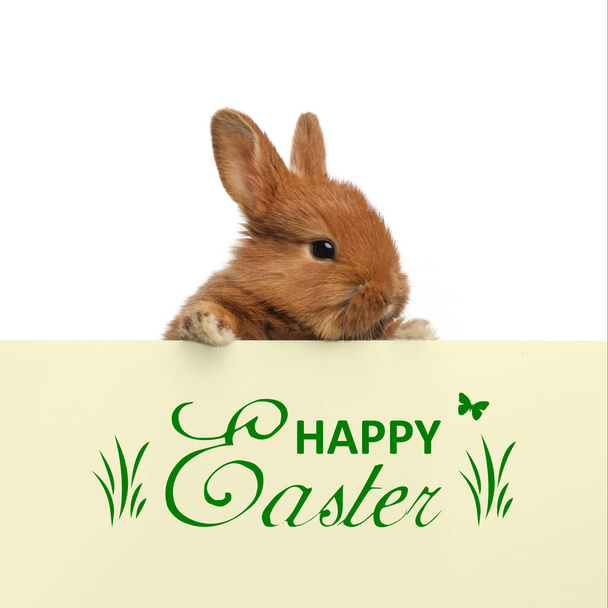 Adorable fluffy bunny on white background. Happy Easter - Foto, afbeelding