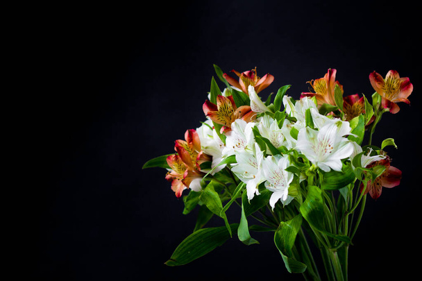 Beautiful flowers Alstroemeria white red maroon - Valokuva, kuva