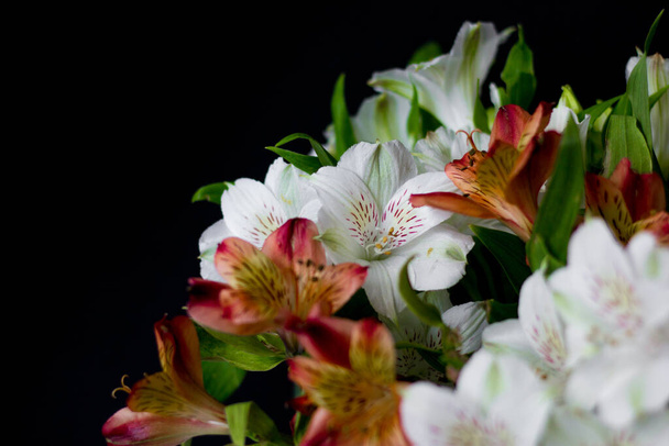 Beautiful flowers Alstroemeria white red maroon - Fotó, kép