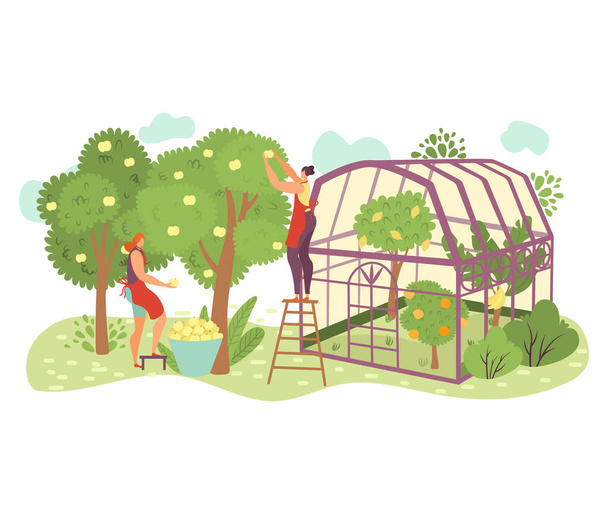 Persone in giardino, agricoltura biologica illustrazione vettoriale piatta con persone giardinieri raccolta di mele in azienda, prendersi cura di piante
. - Vettoriali, immagini