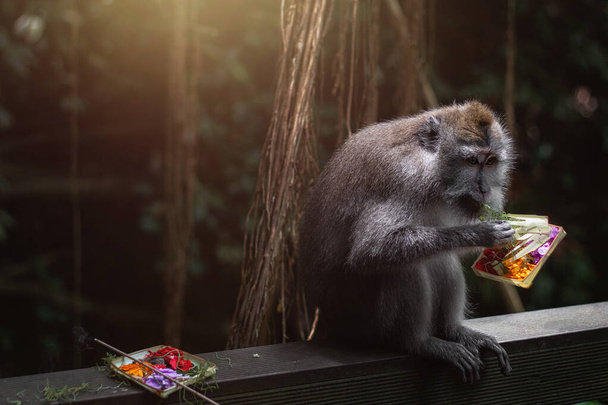 Mono sentado en la selva y comiendo regalo ritual. Ubud 2019. Bosque de monos. ¡Bali! Banner de animales. Monumento famoso
. - Foto, imagen