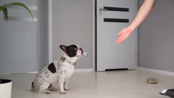 French bulldog giving a paw for a snack - Séquence, vidéo