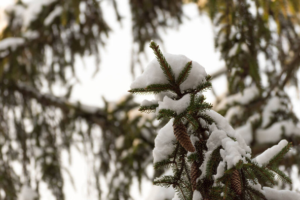 Pine tree branch with cones and snow - Zdjęcie, obraz