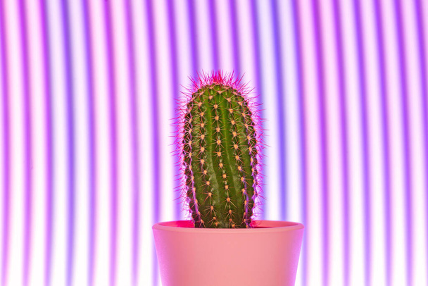 Cute small cactus on abstract purple light background - Фото, зображення