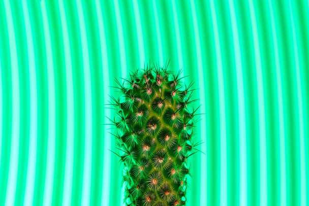 Cute small cactus on abstract green light background - Φωτογραφία, εικόνα
