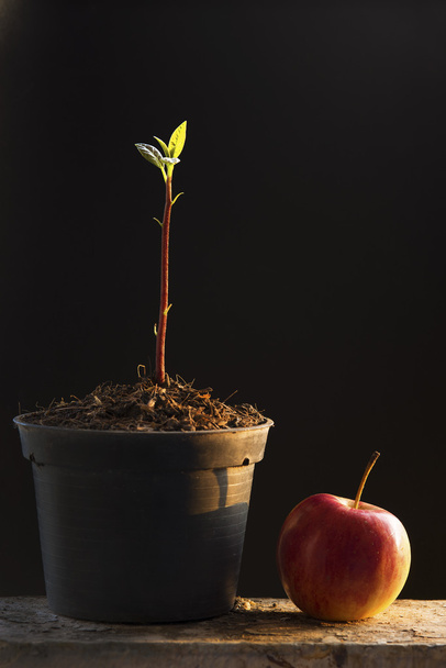 Young plant in pot and apple - Photo, Image
