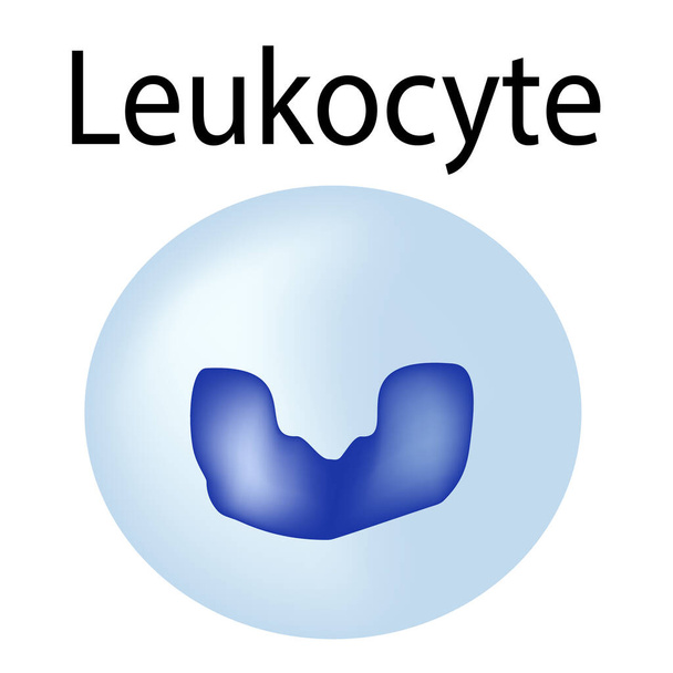 De structuur van de leukocyt. Leukocyt. immuniteit van witte bloedcellen. Infografieën. Vectorillustratie op geïsoleerde achtergrond. - Vector, afbeelding