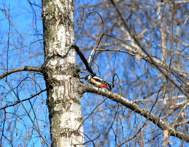 woodpecker remove o bug do ramo de bétula - Foto, Imagem