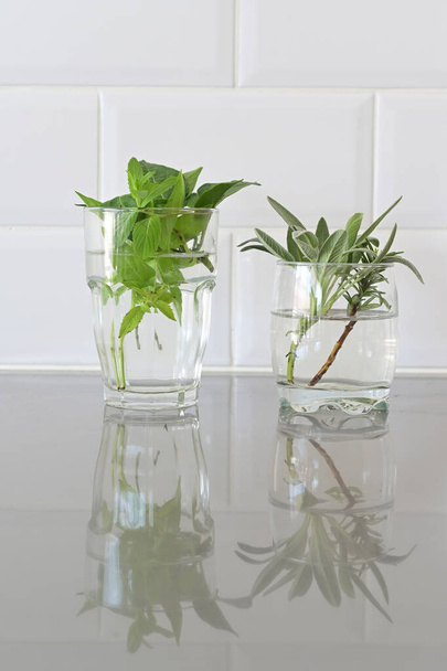 Planta muestras de corte en vasos de agua. El corte de plantas es un trozo de una planta que se utiliza en horticultura para la propagación vegetativa (asexual).
. - Foto, imagen