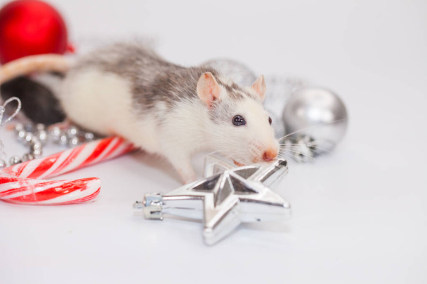 Bright little rat on a white background with a silver - Valokuva, kuva