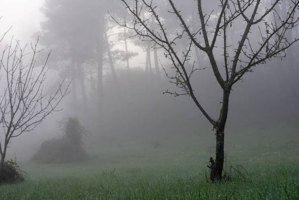 Ormanda eğri ağaç, kışın yaprakları sisli. - Fotoğraf, Görsel
