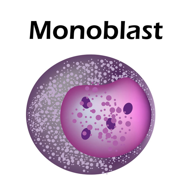 La structure du monocyte. Cellule sanguine des monocytes. macrophage. Immunité des globules blancs. Leucocytes. Infographie. Illustration vectorielle sur fond isolé
. - Vecteur, image