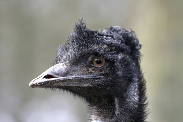 EMU, Emufélék novaehollandiae - Fotó, kép