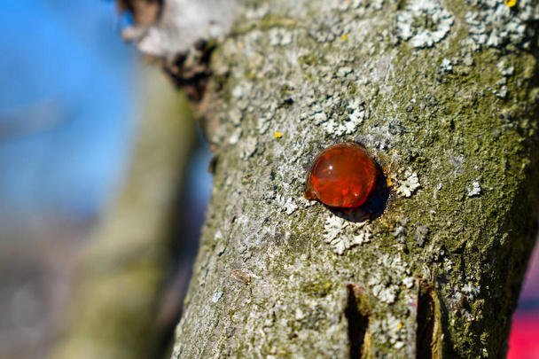 Gocce di resina ambrata su un tronco d'albero. focus selettivo
 - Foto, immagini