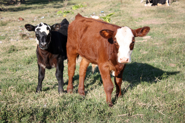 Calves in a little farm - Photo, Image